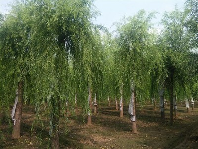 邯郸垂柳大树移栽的最佳时间与苗木种植指南